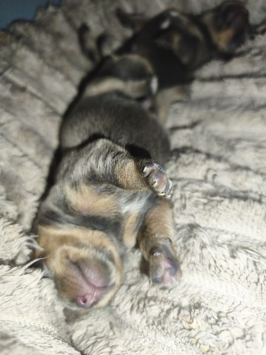 Chihuahua Blue and Tan Macho