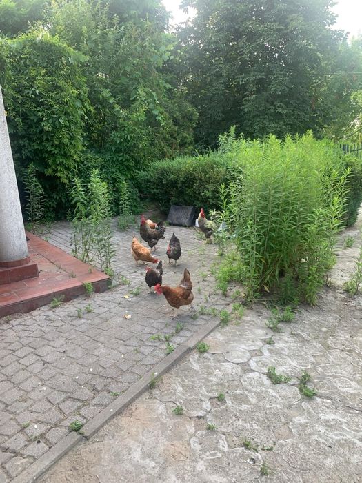 Roczny kogut do sprzedania