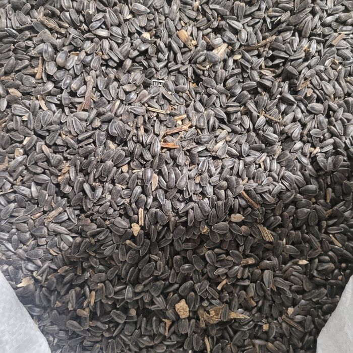 Słonecznik czarny pokarm dla ptaków do karmnika karma