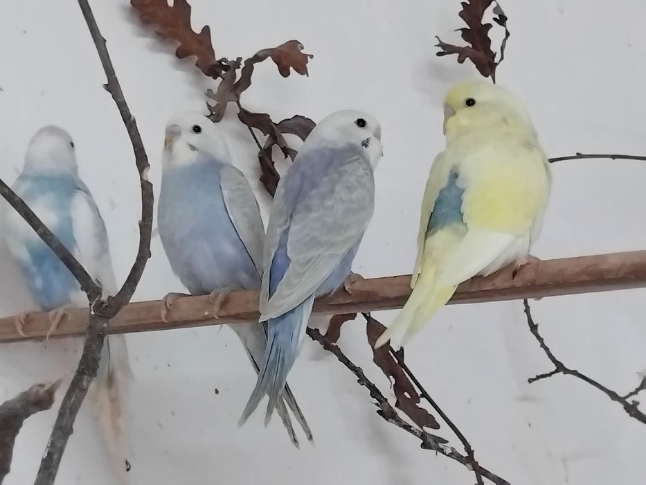 Piriquitos  novos