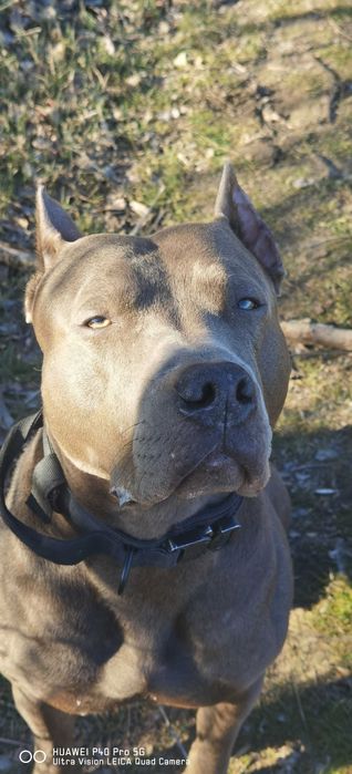 Вязка Американский Питбуль