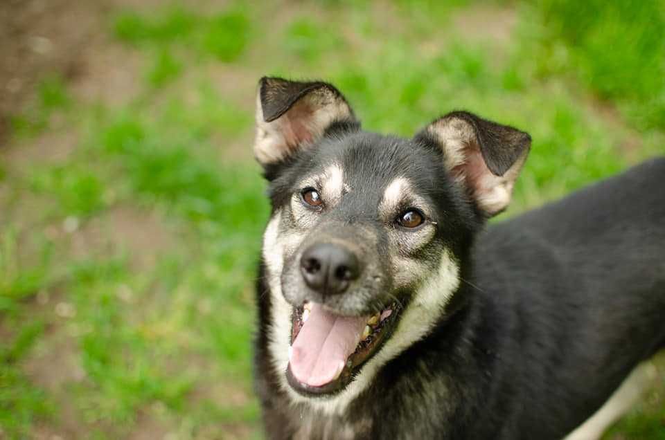 F-I-L-I   - lubi KOTY,  6-letni, łagodny, miły. [FILMIKI}