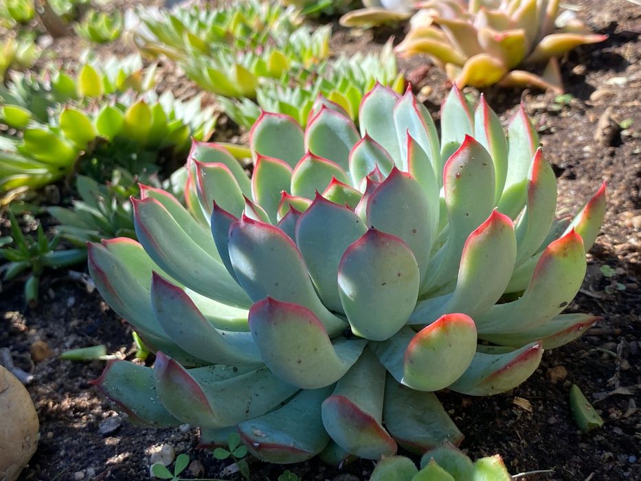 Vendo suculentas diversas