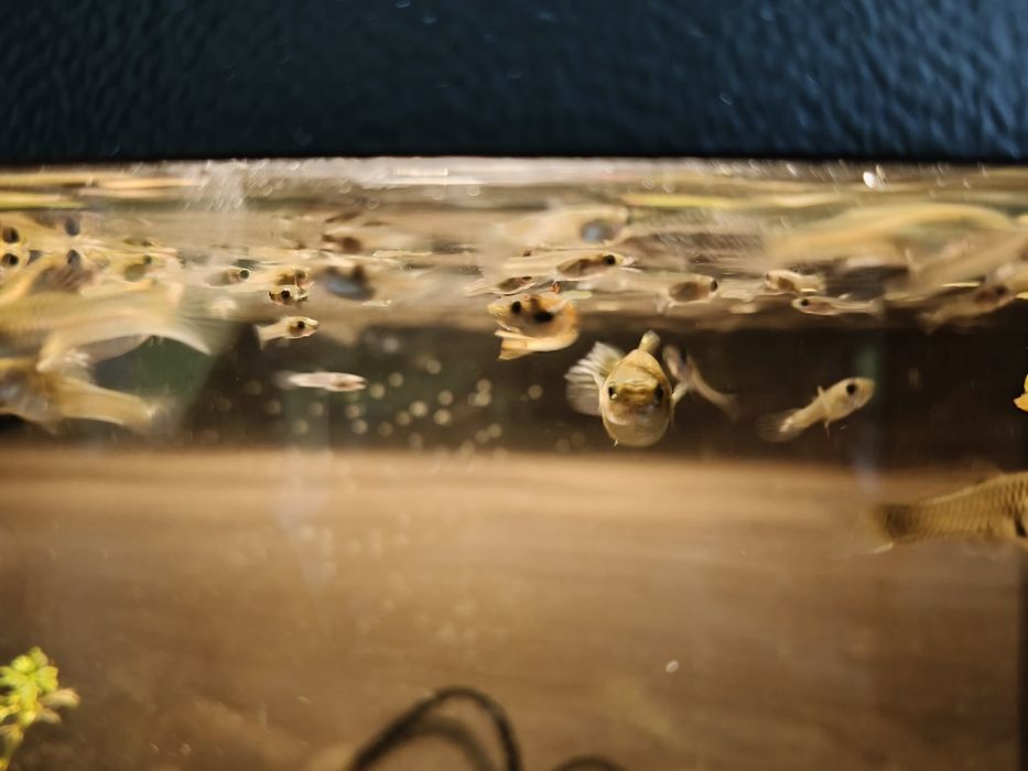 Gupiki endlera narybek