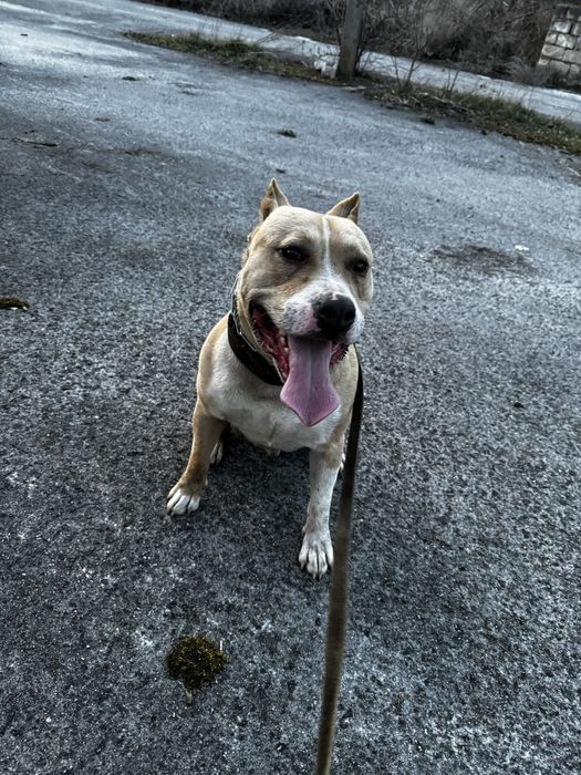 Амстафф шукає подругу безкоштовно