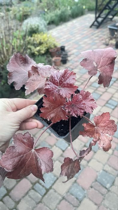 Гейхера хоста рослини для напівтіні та сонця