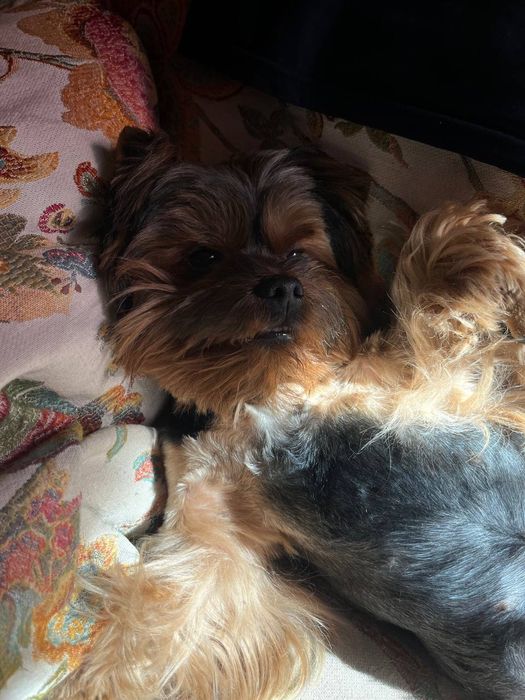 Йорчик шукає подружку