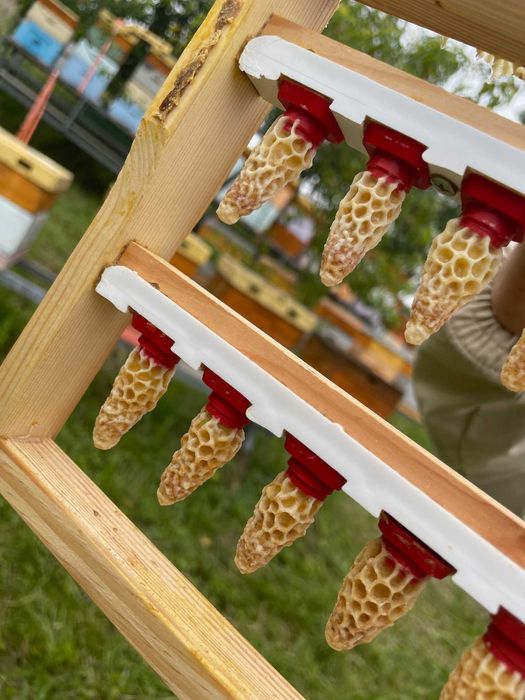 Matki pszczele. Jednodniówki i unasiennione. Krainka, Sklenar H47, G10. Hinderhofer