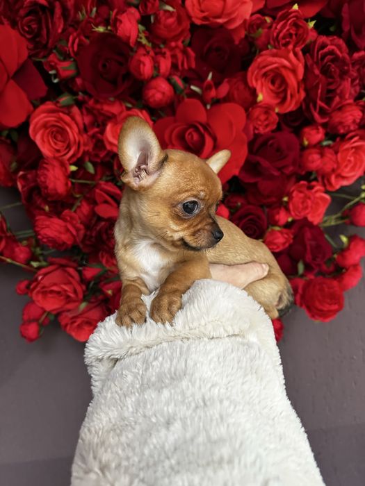 Шикарна ізабеллова міні крихітка чіхуахуа найкращий подарунок