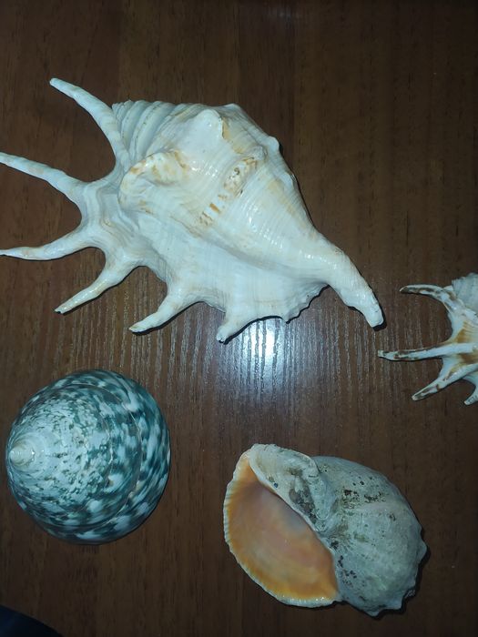 Мушлі Чорноморські