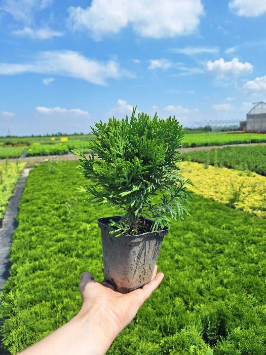 Thuja Danica tuja P9 do nasadzeń producent