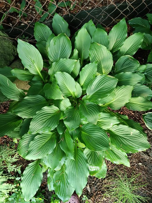 Hosta zielona hosta