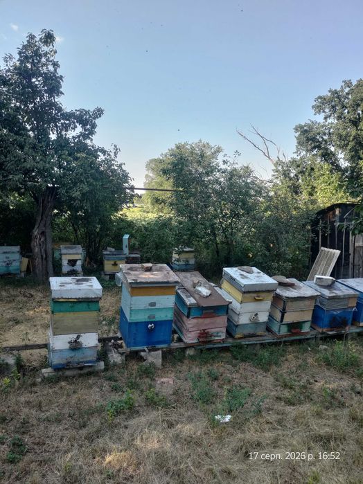 Продам пасеку - бджолосім'ї, вулики