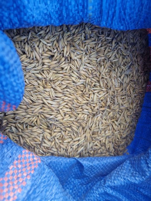 Owies paszowy na pasze dla koni królików opał pellet pelet