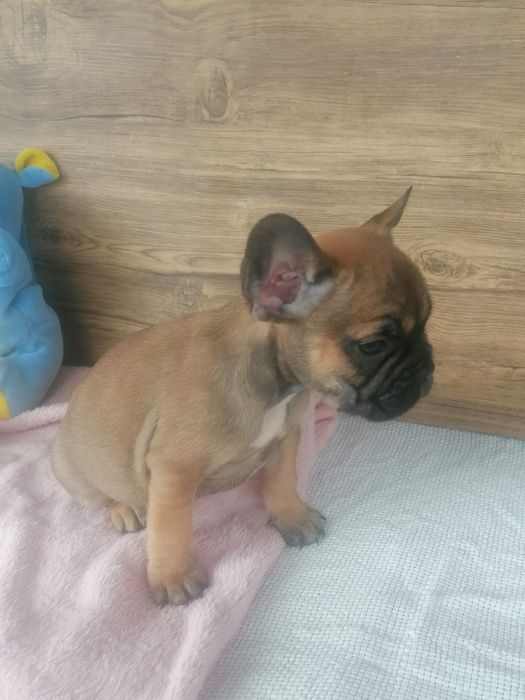 Bulldog francês red fawn