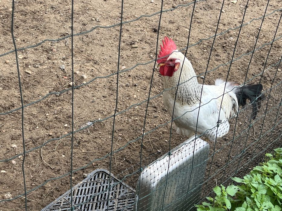 Vendo Galos de criaçao caseira