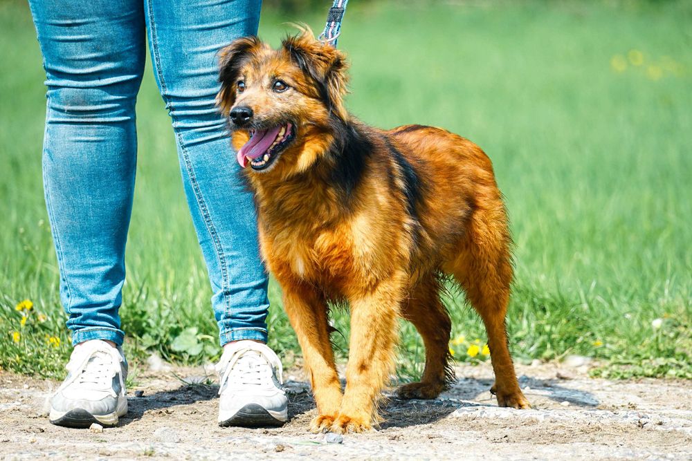 GUCIO - śliczny, łagodny psi senior