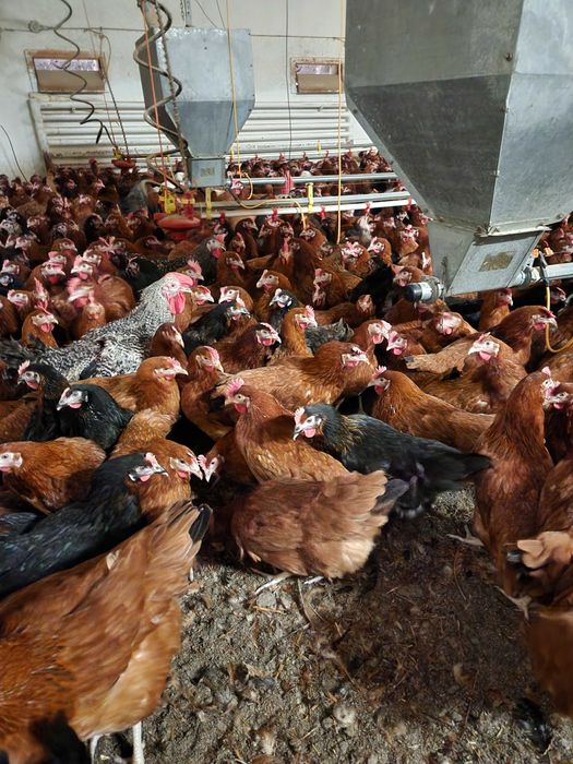 Kury nioski Rosa z pierwszym jajkiem. Dominant i Tetra. Dowóz Gratis.