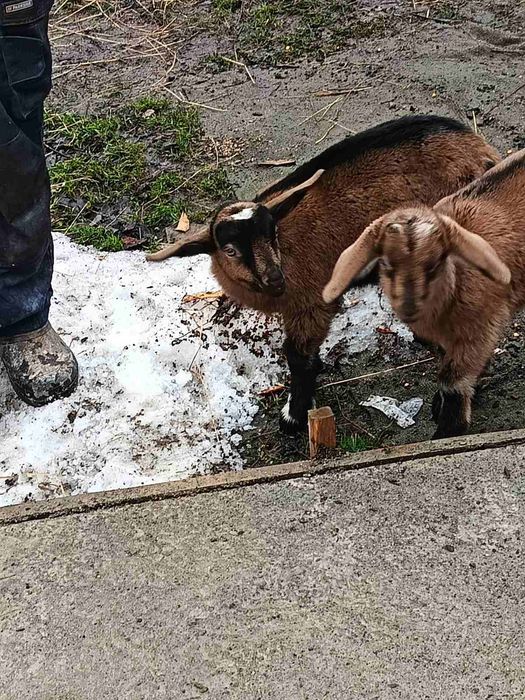 Коза, козенята, козочкі сумішь нубійців та альпійців
