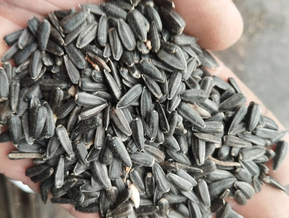 Соняшник  насіння