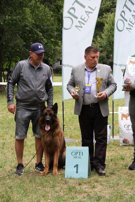 Топовий кобель для вязки , німецька вівчарка кобель