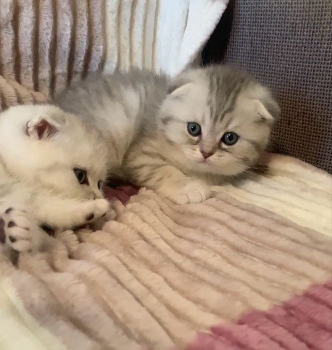 Сніжні, самі ніжні…