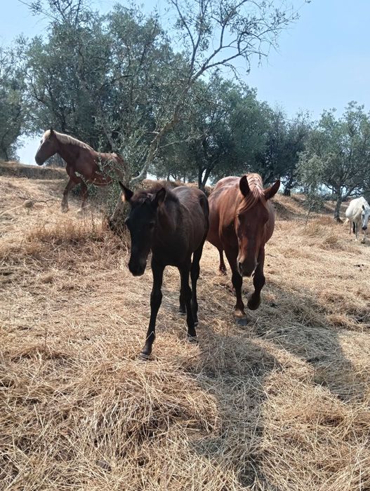 Várias éguas e poldros disponíveis