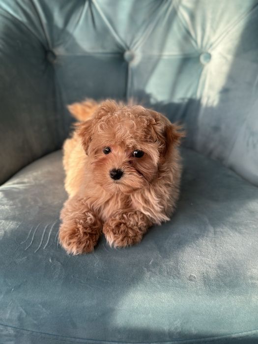 Малыш мальтипу ф1 f1 беби фейс baby face карамельного цвета окраса