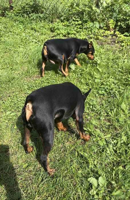 Цуценята Цвергпінчер