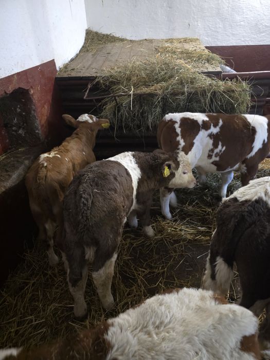 Witam sprzedam byczki jaloweczki