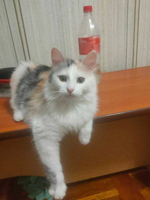 Чудесные котята девочки возраст около 4,5 месяцев ищут дом!