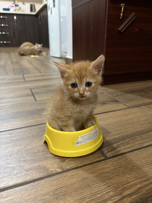 Котики, безкоштновно!!