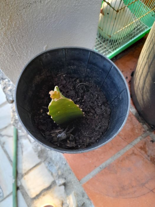 Planta  de  pitaia