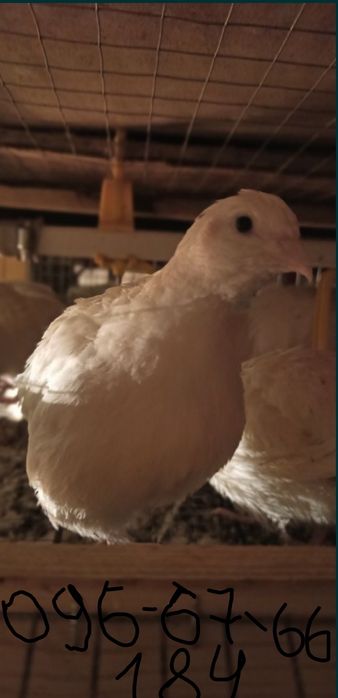 Перепілка несушка техас,фенікс.