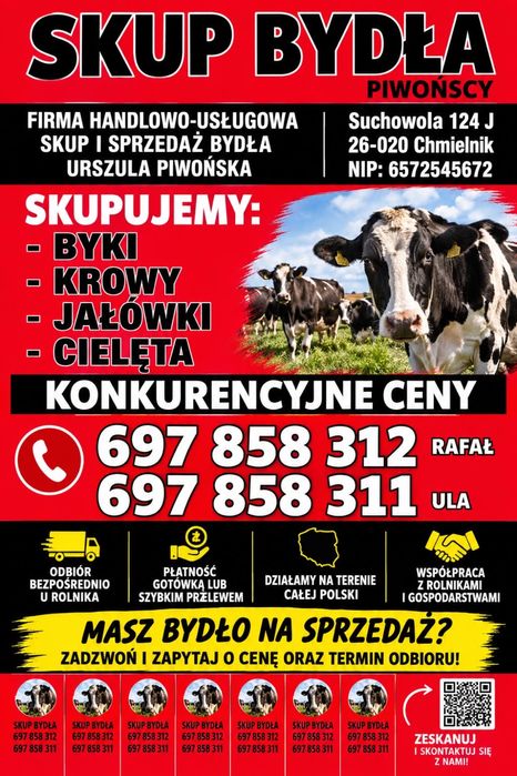 Skup i sprzedaż bydła