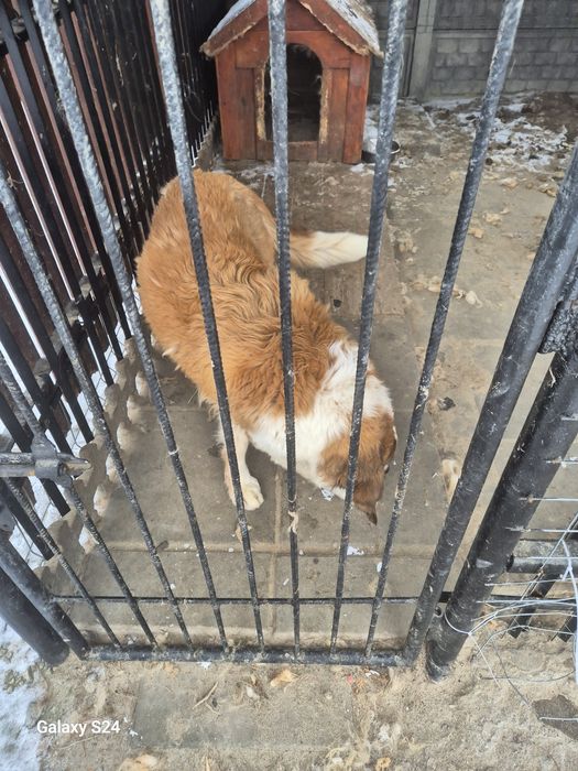 Duży pies Bernardyn