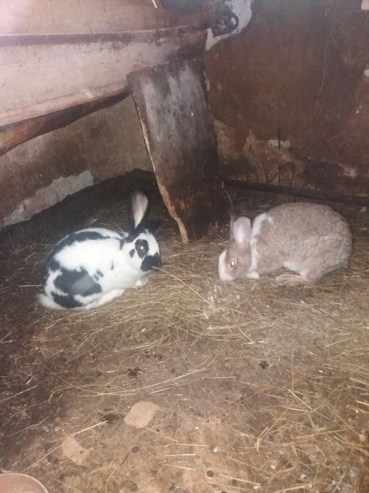 sprzedam kroliki różnej wielkości duże