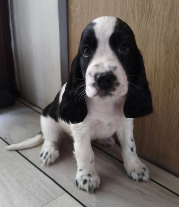 Cocker Spaniel Angielski - suczka - ostatnia