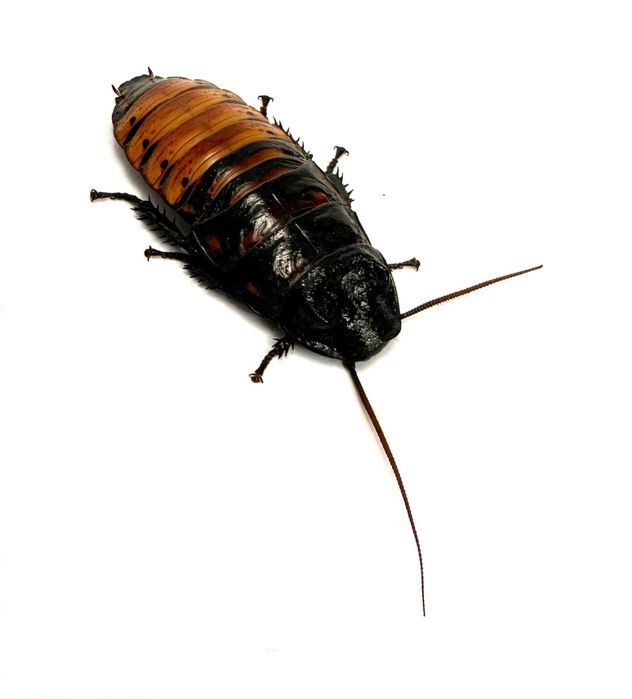 Owady karmowe karaczan mącznik drewnojad