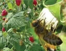 Miód malinowy wysoka jakość