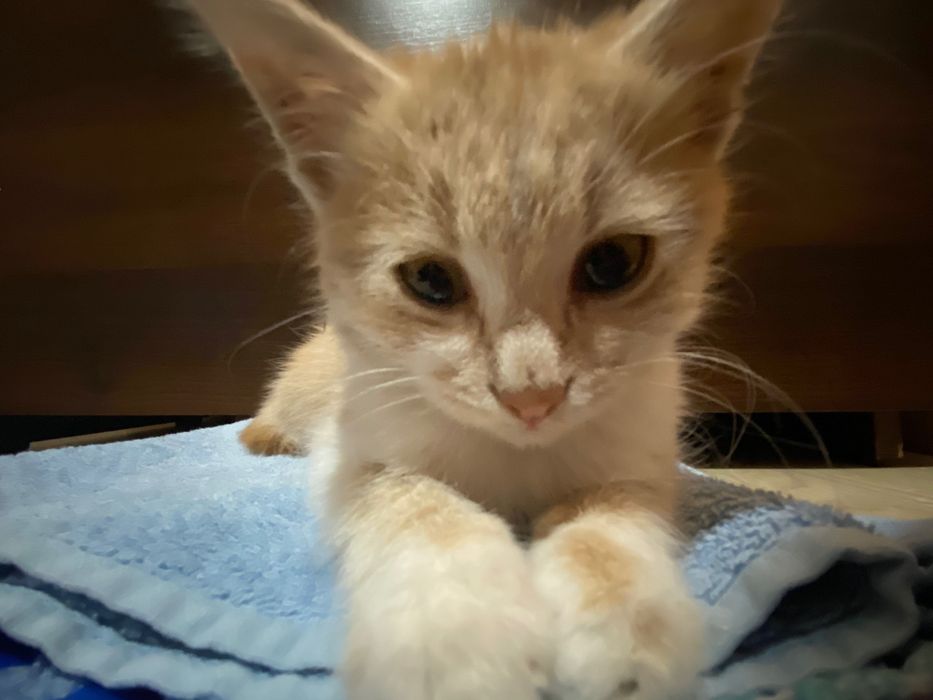 Отдам в хорошие руки