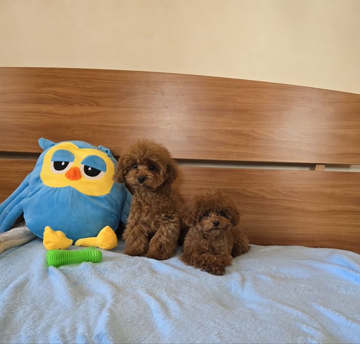 Цуценята той пудел від заводчиків