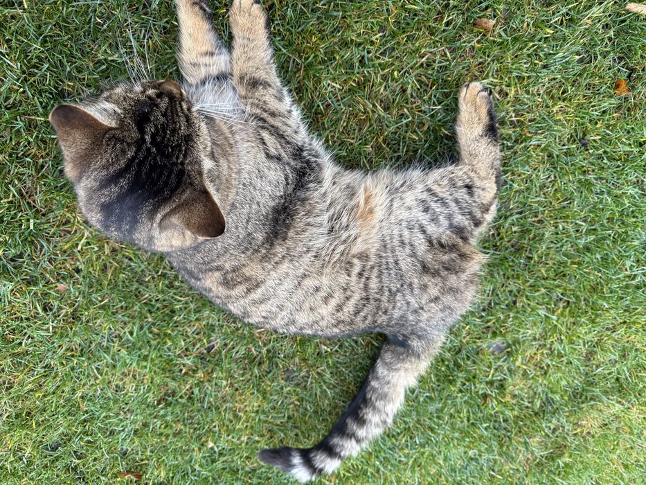 Отдам молодого кота подростка в хорошие руки