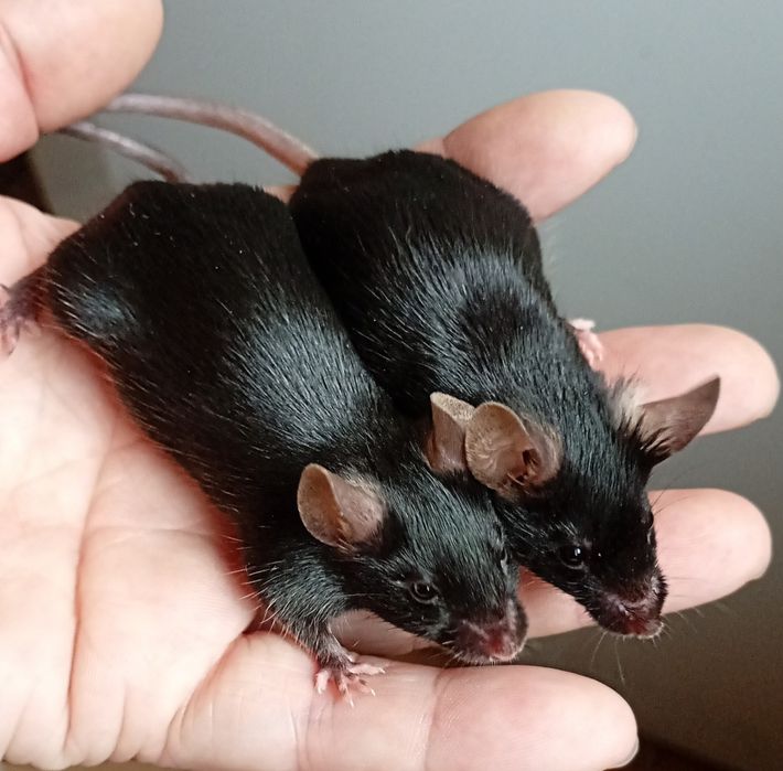 Mysz rasowa SAMICA myszka myszki myszy