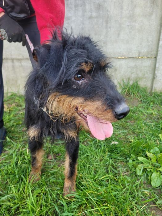 Terrierek szuka domu