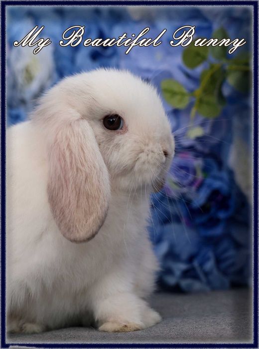 Piękny Królik Mini Lop - Rhon