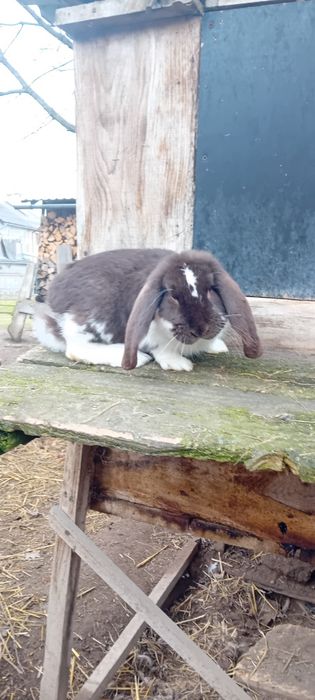 Sprzedam króliki barany francuskie