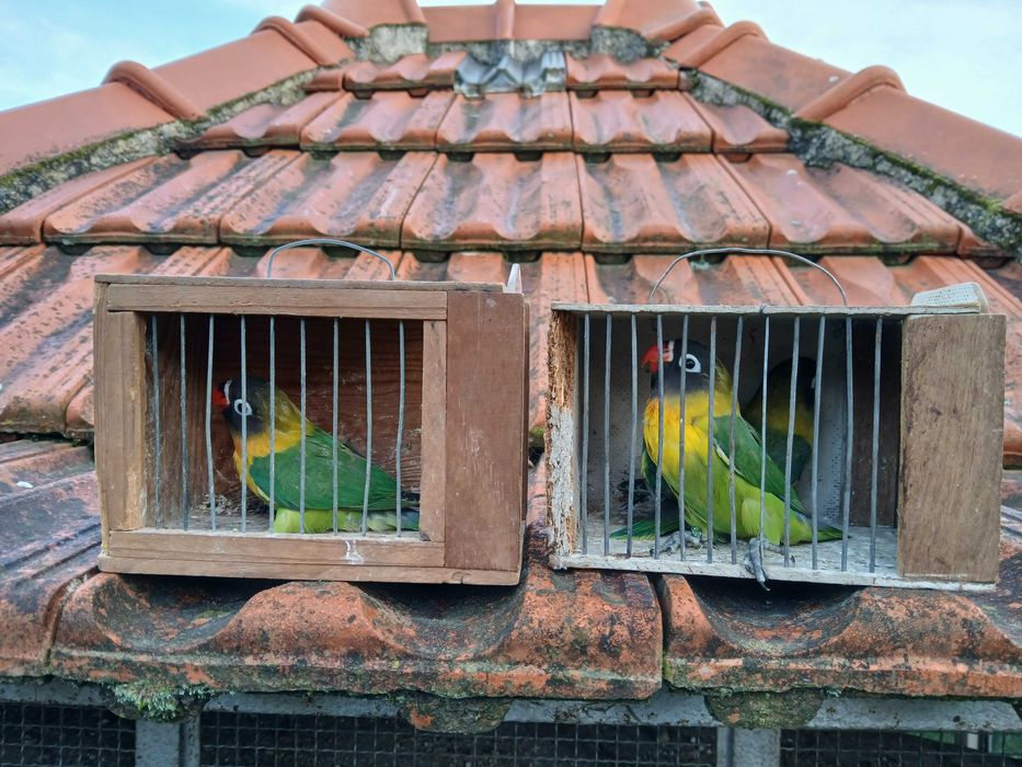 Agaponis Personatas e ficher