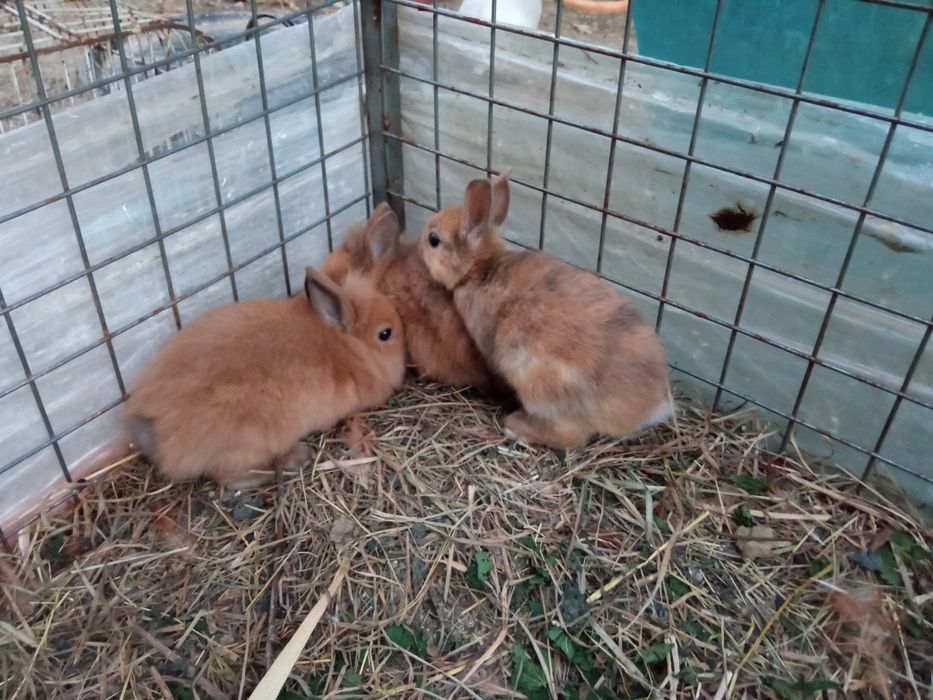 Młode silki. Tegoroczne