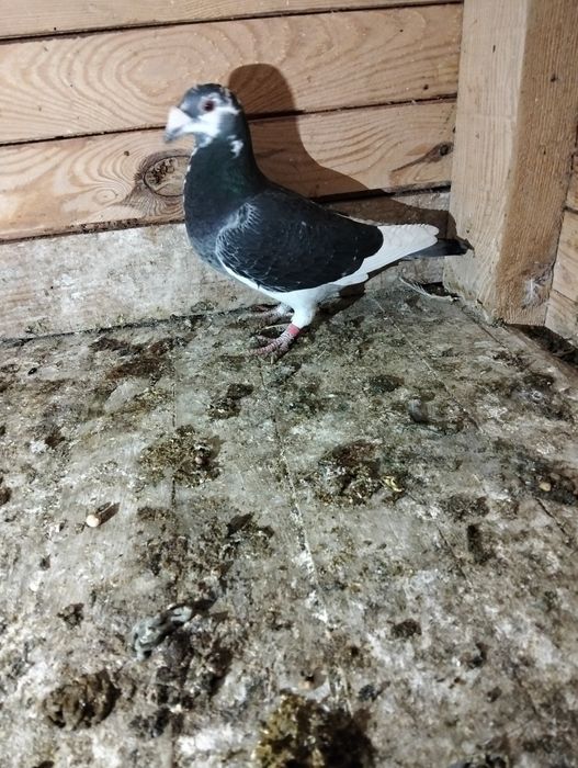 Gołębie staropolskie